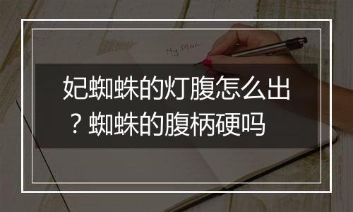 妃蜘蛛的灯腹怎么出?蜘蛛的腹柄硬吗
